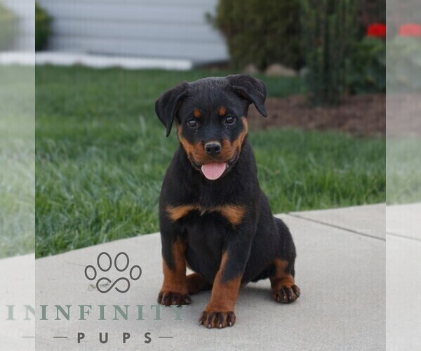 Medium Photo #1 Rottweiler Puppy For Sale in CHRISTIANA, PA, USA