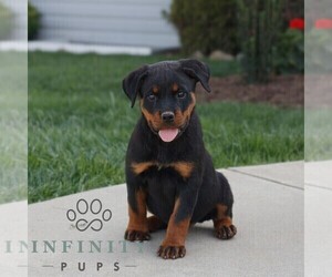 Rottweiler Puppy for sale in CHRISTIANA, PA, USA