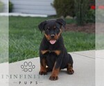 Small Rottweiler