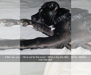 Tootsie Roll - Male Staffordshire Bull Terrier-Unknown Mix Dog for Adoption - Photo #6