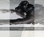 Small Photo #6 Staffordshire Bull Terrier-Unknown Mix Puppy For Sale in Princeton, MN, USA