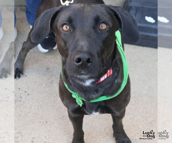 Medium Photo #2 Labrador Retriever-Unknown Mix Puppy For Sale in Washington, DC, USA
