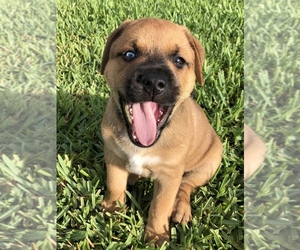 American Pit Bull Terrier-Siberian Husky Mix Puppy for sale in SPRING HILL, FL, USA