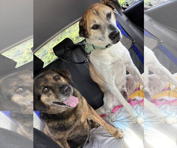 Medium Photo #19 Mutt Puppy For Sale in Woodbury, NY, USA