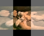 Small Photo #2 Golden Retriever Puppy For Sale in NORWOOD, MO, USA
