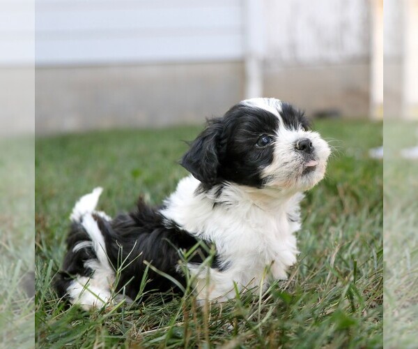 Medium Photo #2 Zuchon Puppy For Sale in ARTHUR, IL, USA