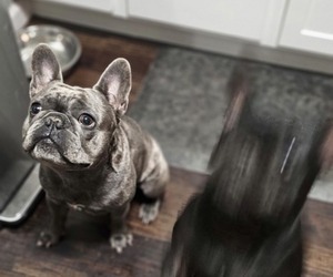 Father of the French Bulldog puppies born on 03/28/2026