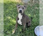 Small American Pit Bull Terrier Mix