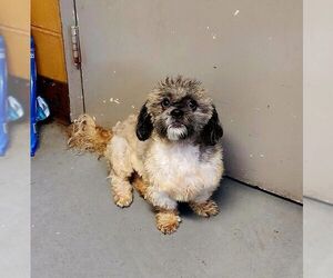 Lhasa Apso-Unknown Mix Dogs for adoption in Perth Amboy, NJ, USA