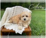Puppy 2 Havachon