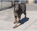 Small Doberman Pinscher