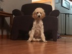 Small Photo #22 Poodle (Standard) Puppy For Sale in AUGSBURG, IL, USA