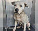Small American Staffordshire Terrier Mix