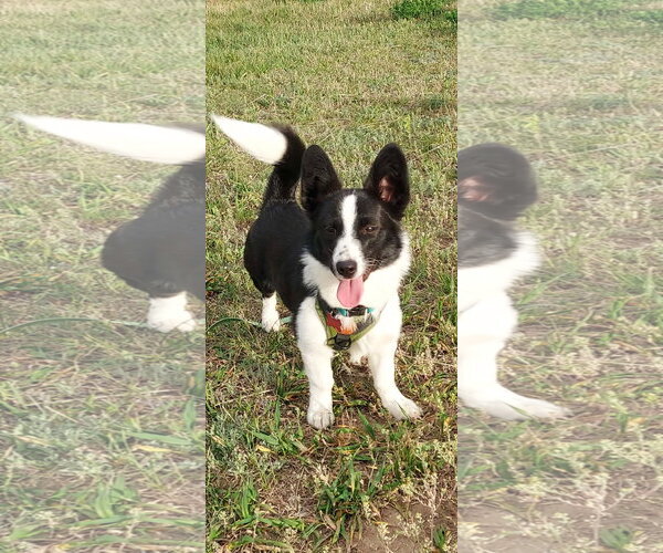 Medium Photo #4 Mutt Puppy For Sale in Denver , CO, USA