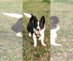 Small #3 Mutt