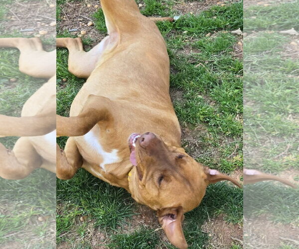 Medium Photo #4 Unknown-Vizsla Mix Puppy For Sale in Lakemont, GA, USA