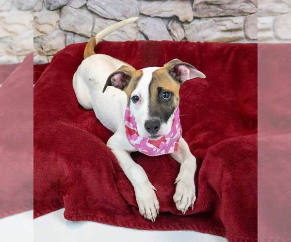 Medium Photo #2 Bulldog-Jack Russell Terrier Mix Puppy For Sale in Kennesaw, GA, USA
