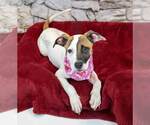 Small #1 Bulldog-Jack Russell Terrier Mix