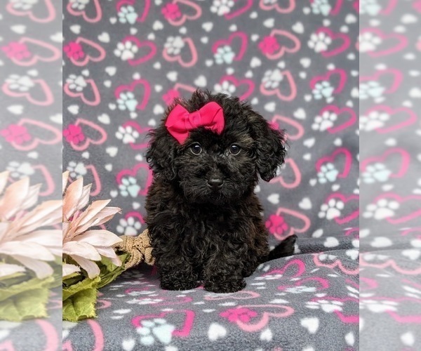 Medium Photo #2 Havanese-Poodle (Toy) Mix Puppy For Sale in LEOLA, PA, USA