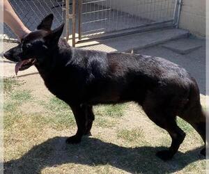 German Shepherd Dog-Unknown Mix Dogs for adoption in Incline Village, NV, USA