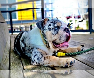 English Bulldog Puppy for sale in CROFTON, MD, USA