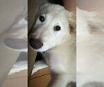 Small #2 Chinese Shar-Pei-Great Pyrenees Mix
