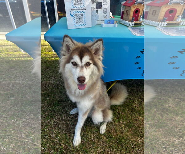 Medium Photo #8 Siberian Husky-Unknown Mix Puppy For Sale in Newport Beach, CA, USA