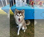 Small #7 Siberian Husky Mix