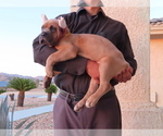 Small Photo #16 Cane Corso Puppy For Sale in APPLE VALLEY, CA, USA