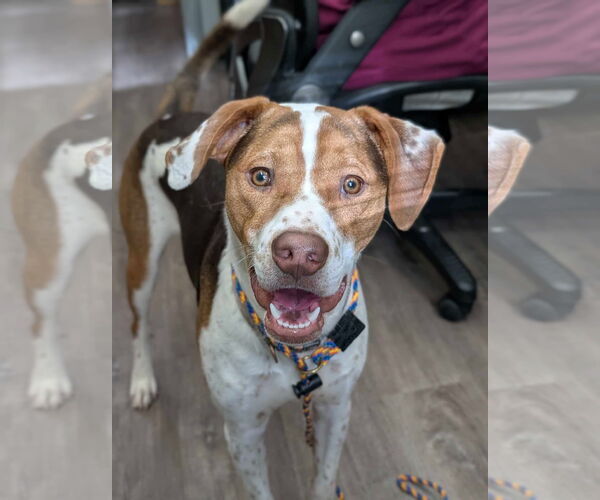 Medium Photo #20 Beagle-Unknown Mix Puppy For Sale in Germantown, OH, USA