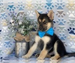 Small Photo #2 German Shepherd Dog-Siberian Husky Mix Puppy For Sale in LANCASTER, PA, USA