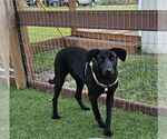 Small #1 Labrador Retriever Mix