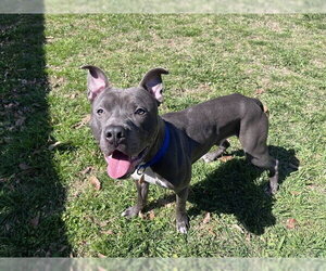 Mutt Dogs for adoption in Plano, TX, USA