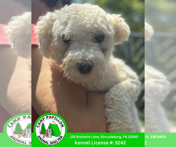 Medium Photo #3 Bichon Frise Puppy For Sale in Stroudsburg, PA, USA