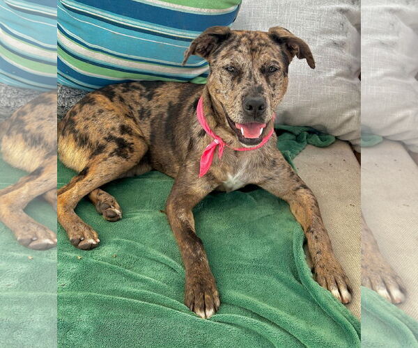 Medium Photo #5 Catahoula Leopard Dog Puppy For Sale in Newport Beach, CA, USA