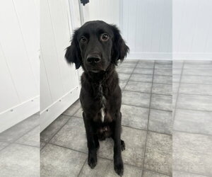 Mutt Dogs for adoption in Plainfield, IL, USA