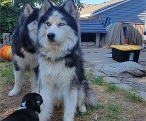 Father of the Siberian Husky puppies born on 06/09/2022