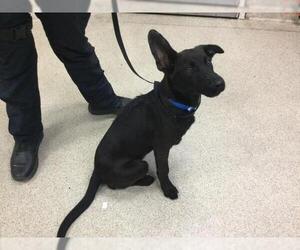German Shepherd Dog-Unknown Mix Dogs for adoption in Riverside, CA, USA