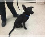 Small German Shepherd Dog Mix