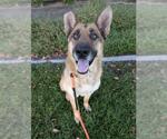 Small #1 German Shepherd Dog