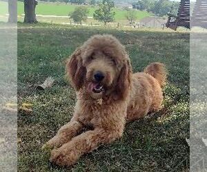 Mother of the Goldendoodle puppies born on 07/06/2025