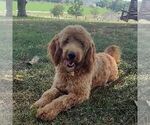 Small Photo #1 Goldendoodle Puppy For Sale in LANCASTER, PA, USA