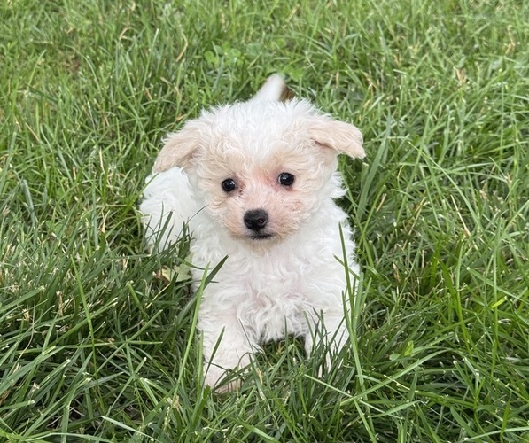 Medium Photo #5 Bichpoo Puppy For Sale in CANOGA, NY, USA