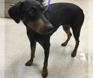 Doberman Pinscher Dogs for adoption in Riverside, CA, USA