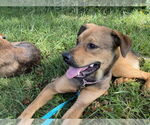 Small #1 German Shepherd Dog Mix