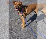 Small #1 Mutt