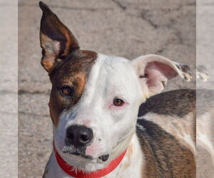 American Staffordshire Terrier-Catahoula Leopard Dog Mix Dogs for adoption in Huntley, IL, USA