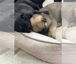 Shollie Puppy for Sale in YAKIMA, Washington USA