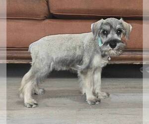 Schnauzer (Miniature) Puppy for sale in BROOKSVILLE, FL, USA