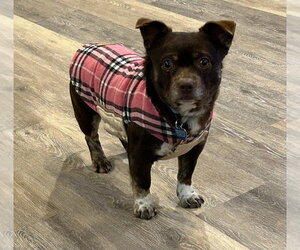 Rusty - Male Chug Dog for Adoption - Photo #2